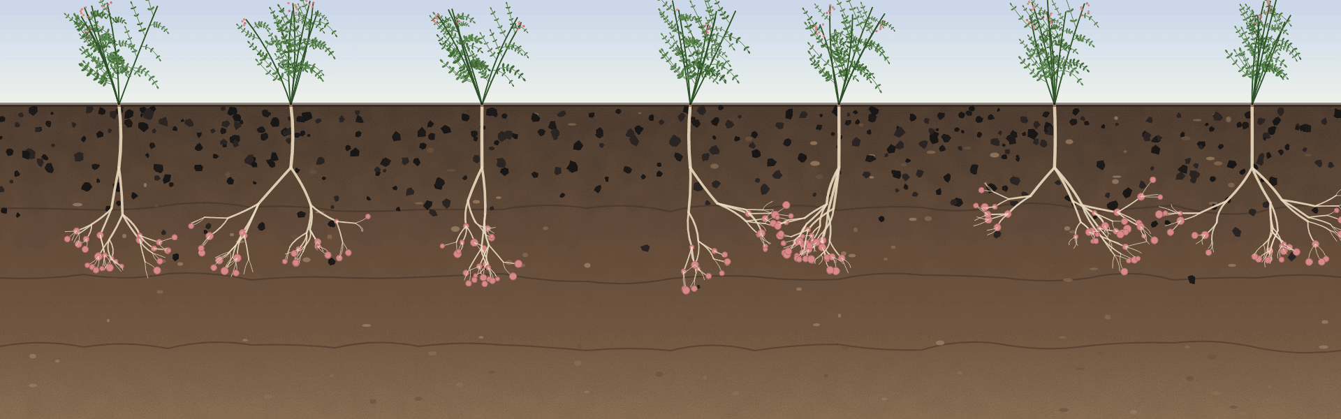 Carbon Sequestration & N₂O Abatement