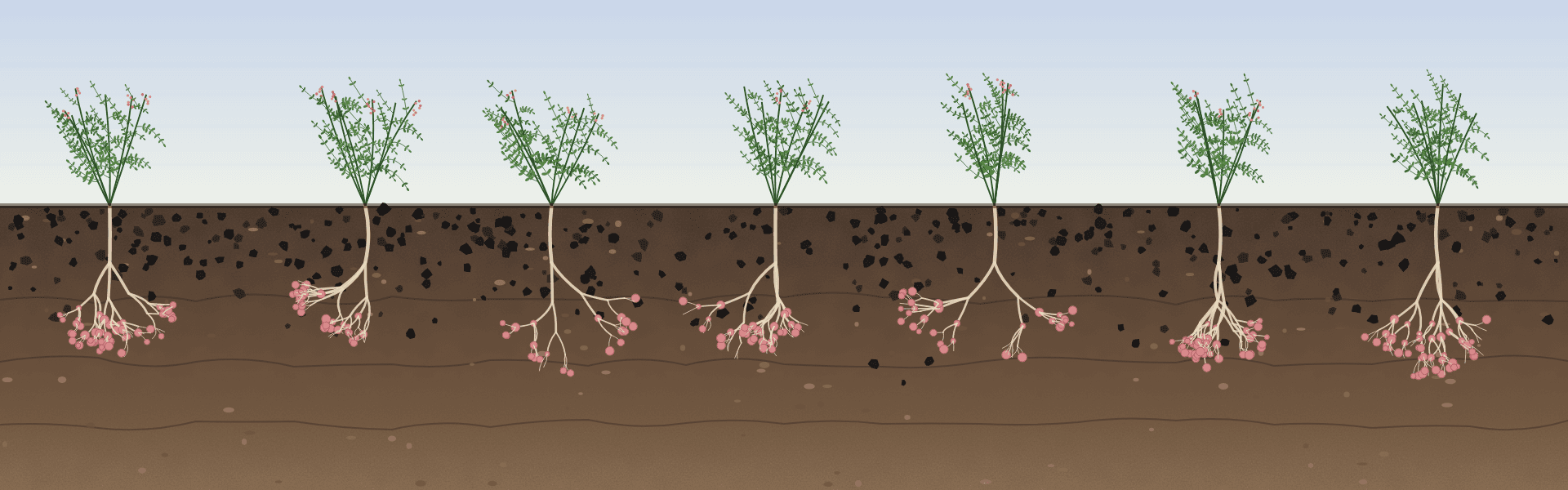 Regenerative Agriculture & Soil Health